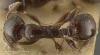 Media type: image;   Entomology 8678 Aspect: habitus dorsal view